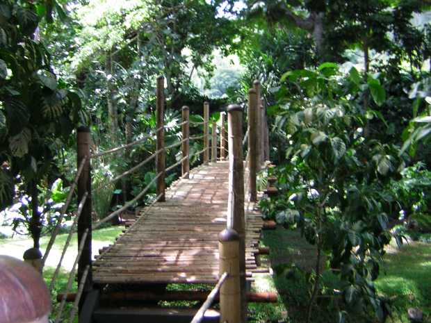 A narrow footbridge, slung from thick brown bamboo posts and floored with thinner tan bamboo stalks, arches away over a sunny green gully amongst rich dark green foliage. A narrow footbridge, slung from thick brown bamboo posts and floored with thinner tan bamboo stalks, arches away over a sunny green gully amongst rich dark green foliage.