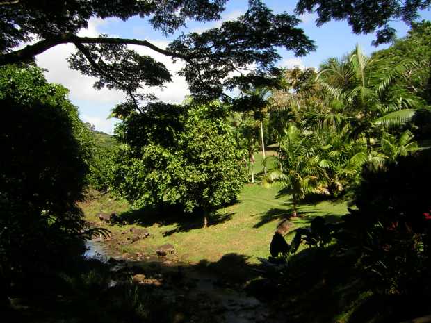 At left, a tiny, rocky creek emerges from deep foreground shadows, its right bank slopes upward and is dotted with palm and other trees. At left, a tiny, rocky creek emerges from deep foreground shadows, its right bank slopes upward and is dotted with palm and other trees.