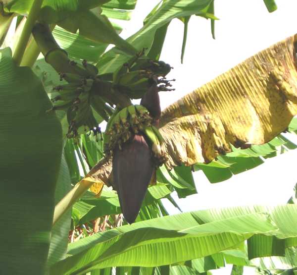 Miniature green bananas hang downward from the top of a banana tree, surrounding and gripping the broad end of a purple, tear-shaped pod like fingers holding an egg. Miniature green bananas hang downward from the top of a banana tree, surrounding and gripping the broad end of a purple, tear-shaped pod like fingers holding an egg.