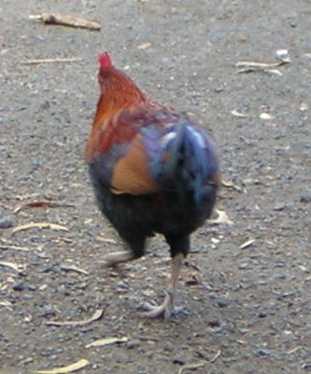 A brightly-colored wild hen, with orange head, red body and blue tail, walks away from us on grey pavement. A brightly-colored wild hen, with rusty orange head, red body and blue tail, walks away from us on grey pavement.