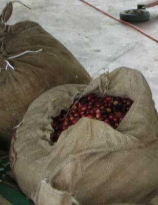 A large tan burlap bag, open at the top, reveals a mound of cherry-sized fruit in different shades of red; another full bag, its top tied with white string, leans against the open bag.