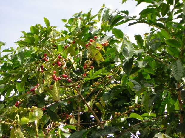 Coffee 'cherries' in various stages of ripeness from green to bright red, hang in rows along twigs on a central branch, against a backdrop of dense green leaves. Coffee 'cherries' in various stages of ripeness from green to bright red, hang in rows along twigs on a central branch, against a backdrop of dense green leaves.
