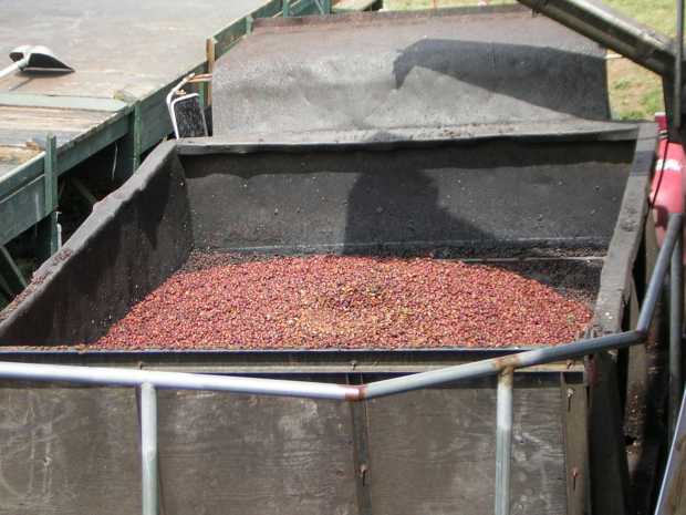 A low mound of tens of thousands of dusty red coffee 'cherries' halfway fills a 4 ft. by 4 ft. by 3 ft. deep gray metal bin. A low mound of tens of thousands of dusty red coffee 'cherries' halfway fills a 4 ft. by 4 ft. by 3 ft. deep gray metal bin.