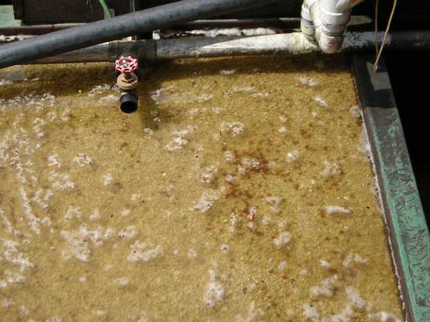 Looking down on a square gray tank filled nearly to the top with pebble-like greenish tan coffee beans, covered with a thin layer of clear liquid and floating white foam. Looking down on a square gray tank filled nearly to the top with pebble-like greenish tan coffee beans, covered with a thin layer of clear liquid and floating white foam.