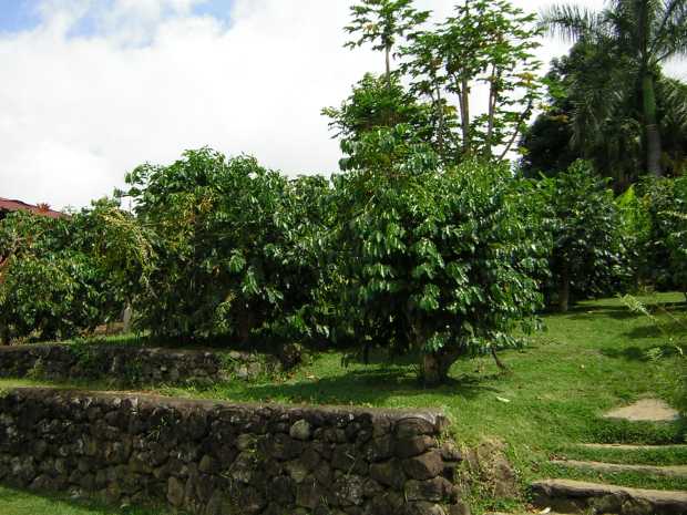 Behind a 3 ft. dark brown lava stone wall with grass-covered stone steps leading upward, two short bushy coffee trees stand atop a green grassy terrace.