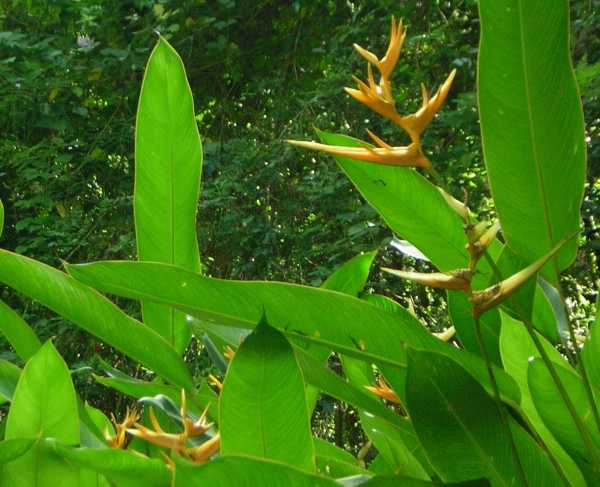 Yellow-orange flowers resembling crested birds' heads and beaks, rise on long stalks amidst very large, long flat narrow green leaves. Yellow-orange flowers resembling crested birds' heads and beaks, rise on long stalks amidst very large, long flat narrow green leaves.