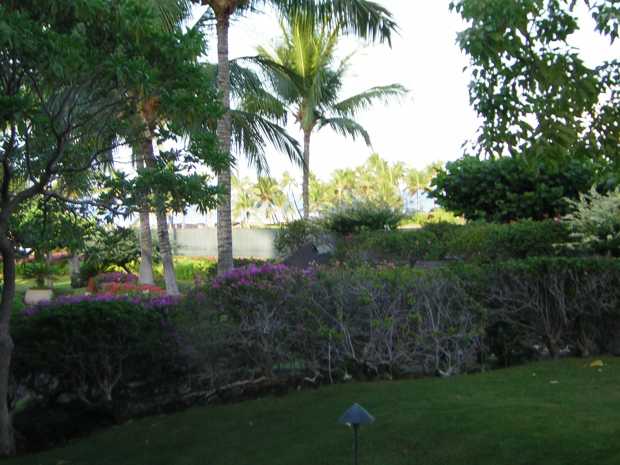 Green lawn in foreground; beyond a green hedge bearing pink flowers a distant stand of palm trees marks the beach Green lawn in foreground; beyond a green hedge bearing pink flowers a distant stand of palm trees marks the beach
