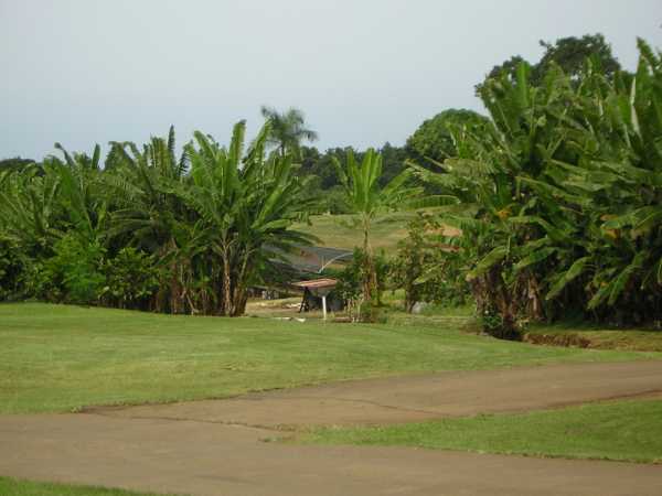 Beyond the intersection of two narrow asphalt roads, a green lawn slopes gently down to some kind of shack that breaks up a row of banana 'trees' Beyond the intersection of two narrow asphalt roads, a green lawn slopes gently down to some kind of shack that breaks up a row of banana 'trees'