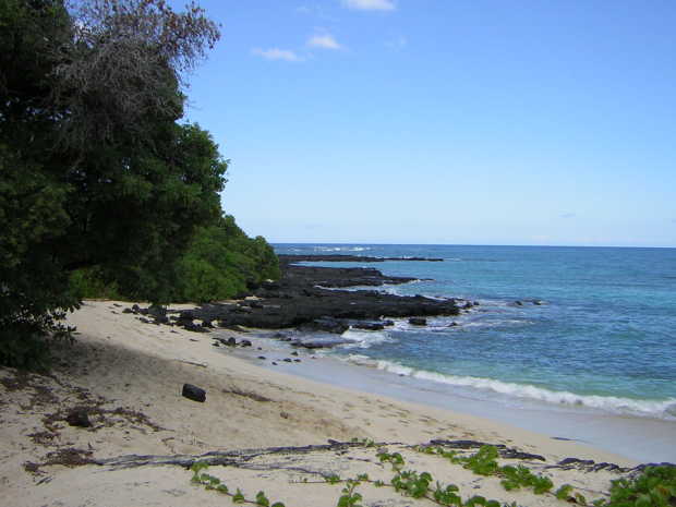Green leafy vines strewn across white sand beach in the foreground, tall green trees at left, rough black rock spurs jutting into deep blue sea on the right, under a nearly cloudless sky. Green leafy vines strewn across white sand beach in the foreground, tall green trees at left, rough black rock spurs jutting into deep blue sea on the right, under a nearly cloudless sky.