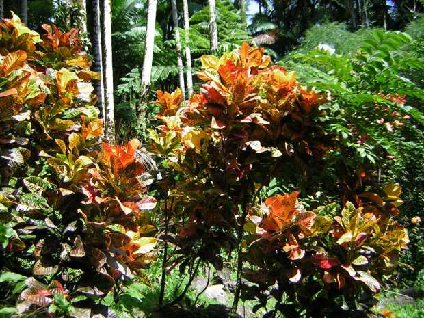 A thicket of brightly variegated, deeply textured leaves in oranges, yellows, and greens surrounding several thin stalks stands before a cluster of ferns and several tall grey tree trunks. A thicket of brightly variegated, deeply textured leaves in oranges, yellows, and greens surrounding several thin stalks stands before a cluster of ferns and several tall grey tree trunks.