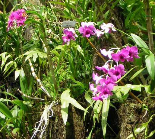 Clusters of small flowers whose round petals are purple in front and white in back, nestle amidst long narrow leaves rising from whitish grey roots clinging to brown stone. Clusters of small flowers whose round petals are purple in front and white in back, nestle amidst long narrow leaves rising from whitish grey roots clinging to brown stone.