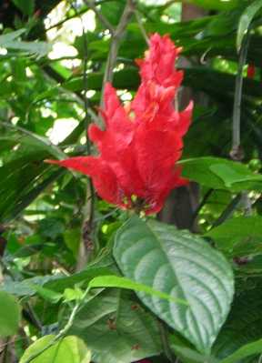 A bright red flower with multiple veiny, paper-thin vertical leaf-like petals, in close-up against textured oval green leaves and grey branches. A bright red flower with multiple veiny, paper-thin vertical leaf-like petals, in close-up against textured oval green leaves and grey branches.