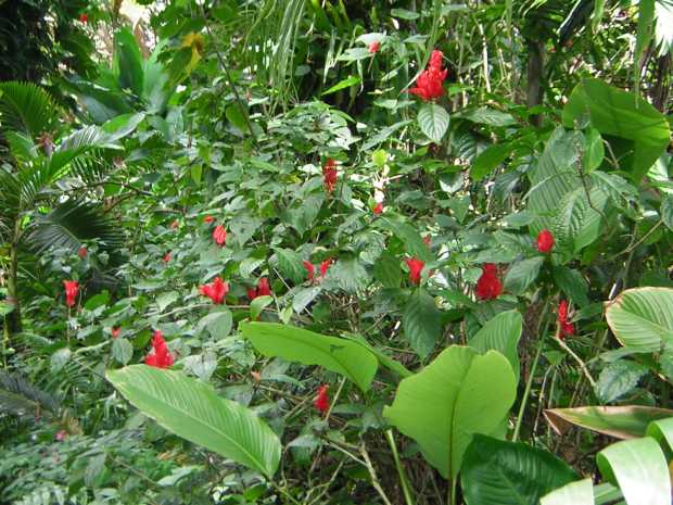 Behind single-stalked broad, flat green leaves, a bushy dark-green oval-leafed plant bears a dozen or so vertical red flowers. Behind single-stalked broad, flat green leaves, a bushy dark-green oval-leafed plant bears a dozen or so vertical red flowers.