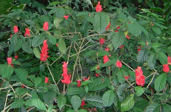 A couple dozen vertical, spiky-petaled deep pink flowers nestle amongst a wealth of oval, deeply textured green leaves and grey branches. A couple dozen vertical, spiky-petaled deep pink flowers nestle amongst a wealth of oval, deeply textured green leaves and grey branches.