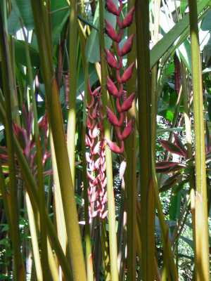 Dusty dark pink teardrop-shaped pods hang down, vaguely resembling huge closed zippers, between long vertical olive-green stalks. Dusty dark pink teardrop-shaped pods hang down, vaguely resembling huge closed zippers, between long vertical olive-green stalks.