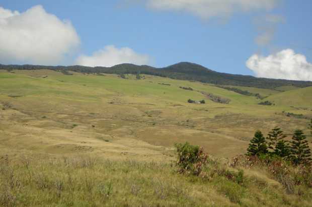 Dry tan and pale green pasture land slopes upward to a dark-green forested summit under blue sky and puffy clouds; a few scrub pine trees stand in the foreground. Dry tan and pale green pasture land slopes upward to a dark-green forested summit under blue sky and puffy clouds; a few scrub pine trees stand in the foreground.