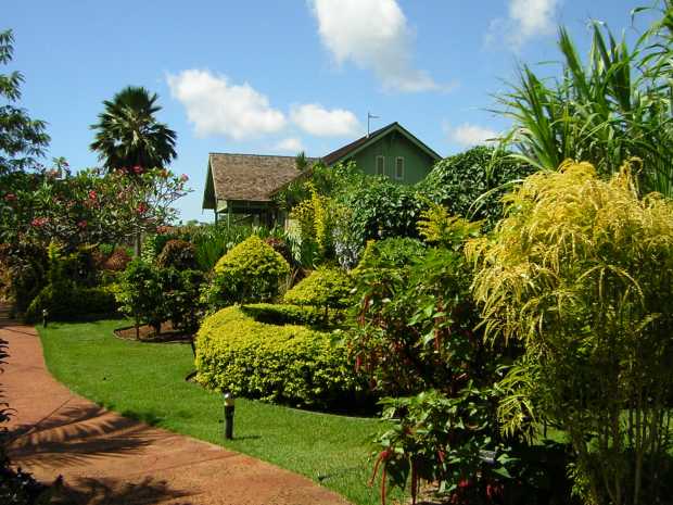 Spiky green palms, long-leafed yellow bushes, a manicured yellow-green hedge, lie along a rich green lawn and a red concrete path leading to a green frame house, only its roof and gables visible above the thick foliage. Spiky green palms, long-leafed yellow bushes, a manicured yellow-green hedge, lie along a rich green lawn and a red concrete path leading to a green frame house, only its roof and gables visible above the thick foliage.