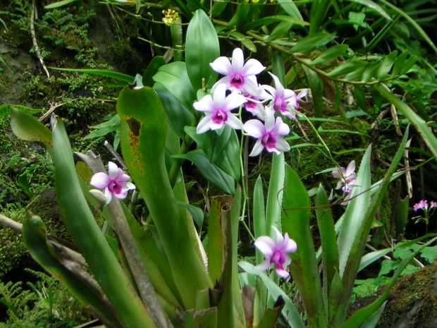 Small flowers with pale pink outer petals and bright purple inner petals cluster among large long, narrow spiky leaves. Small flowers with pale pink outer petals and bright purple inner petals cluster among large long, narrow spiky leaves.