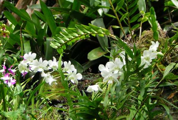 Small flowers with six petals, almost perfectly white but with a hint of green at the center, cluster among narrow green spotted leaves. Small flowers with six petals, almost perfectly white but with a hint of green at the center, cluster among narrow green spotted leaves.