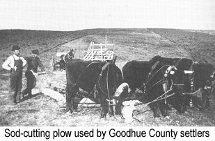 Black and white photo of a heavy wooden sod-cutting plow used by Goodhue County settlers, drawn by four oxen, standing on a barren partially-plowed field, with two men, one holding the plow handles