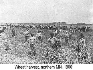 Black and white  photo of men harvesting wheat by hand in a field in northern Minnesota in 1900, surrounded by shocks of wheat and horse-drawn wagons